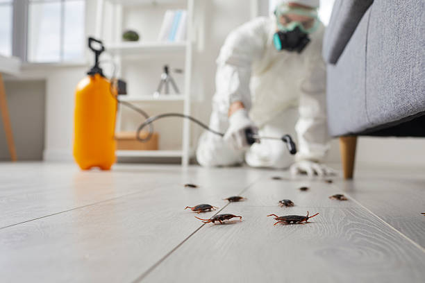 Post-Treatment Bed Bug Interceptor Monitoring in Zillah